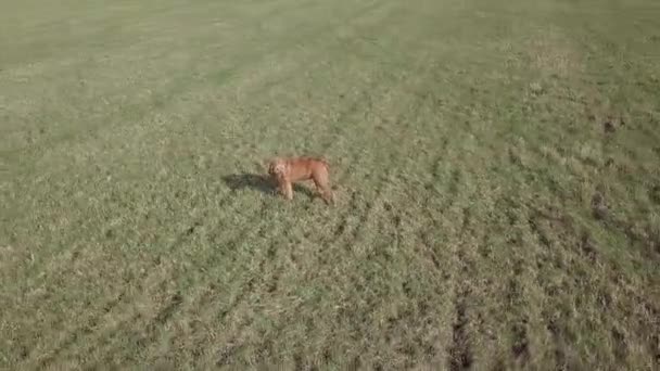 Ungarische Viszla Auf Der Leeren Grünen Wiese Antenne — Stockvideo