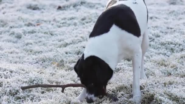 Siyah Beyaz Bir Köpek Beyaz Bir Buz Tarlasında Sopayla Oynuyor — Stok video