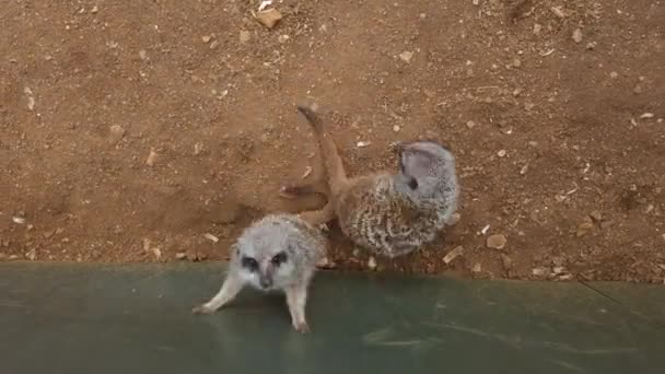 Meerkat家族カメラを見て — ストック動画