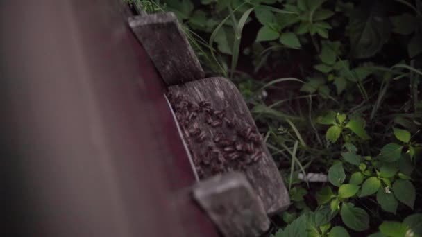 Μέλισσες Που Πετούν Από Την Κυψέλη Τους Έντομα Προσπαθούν Γυρίσουν — Αρχείο Βίντεο