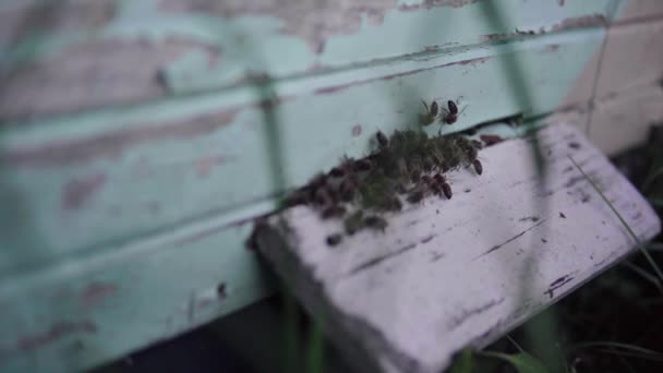 Bienen Fliegen Ihrem Bienenstock Vorbei Insekten Versuchen Zurück Ihre Heimat — Stockvideo