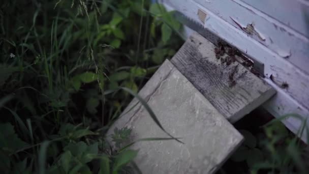 Les Abeilles Volent Près Leur Ruche Les Insectes Essaient Rentrer — Video