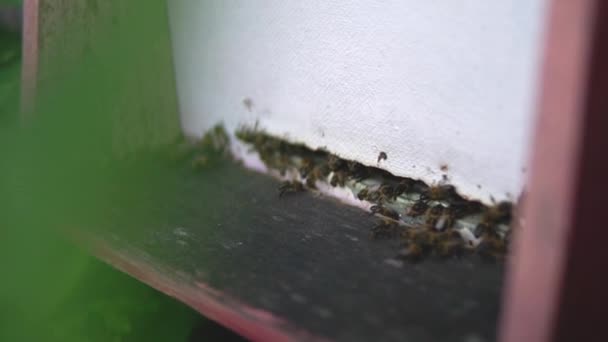 Arılar Arı Kovanlarının Yanından Uçuyor Böcekler Evlerine Dönmeye Nektara Uçmaya — Stok video