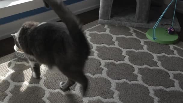 Gatto Avvicina Una Boccia Cibo Inizia Mangiare — Video Stock