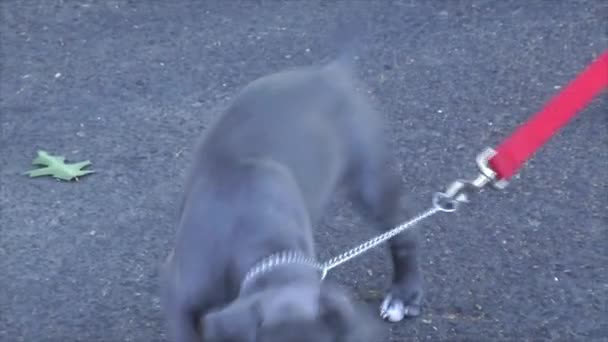 Schattige Amerikaanse Pit Bull Terrier Puppy Aan Een Riem Buiten — Stockvideo