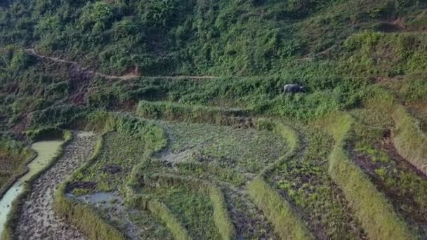 素晴らしい棚田の緑の霧の山とサパの水牛 日の出時にベトナムの上に広い空中の景色に戻ります 30Fpsで撮影 24Fpsでエクスポート — ストック動画
