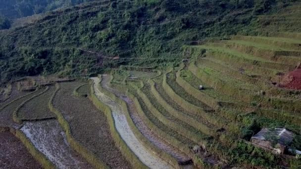 Pull Back Aerial View Wide Angle Amazing Rice Terraced Green — Stock Video