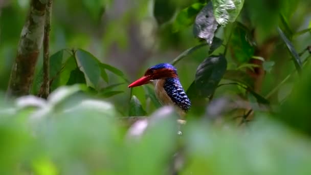 Rybář Stromový Jeden Nejkrásnějších Ptáků Nalezených Thajsku Tropických Deštných Pralesích — Stock video