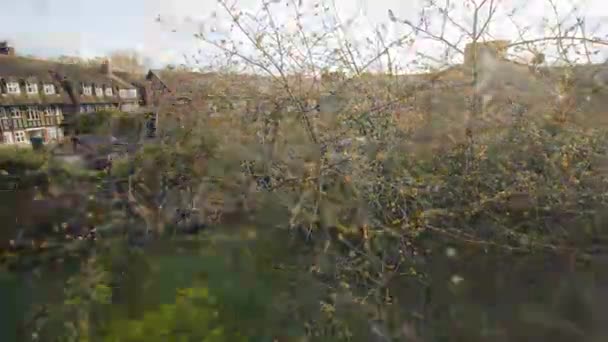 Egy Cseresznyefa Időrendje Amely Teljesen Rózsaszín Virágot Termel — Stock videók