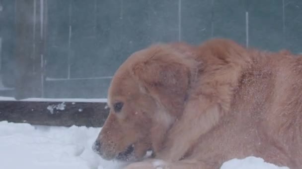Golden Retriever Hond Kauwen Bal Winderige Sneeuw — Stockvideo