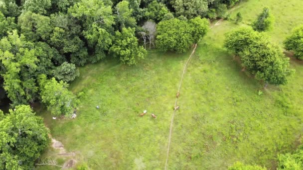 Este Video Aéreo Tomado Dron Flotando Sobre Vacas Mientras Pastan — Vídeos de Stock