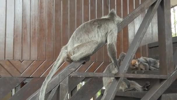 Makaken Auf Einer Holztreppe Einem Nationalpark Den Regenwäldern Von Borneo — Stockvideo