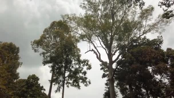 Kanopi Pohon Kuno Hutan Hujan Kalimantan Sabah — Stok Video