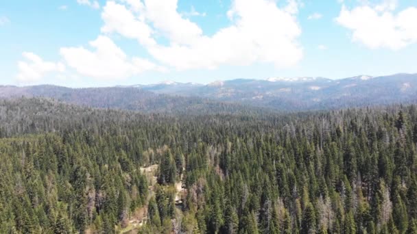 Foto Aérea Del Bosque Nacional Sierra California Con Montañas Blancas — Vídeos de Stock