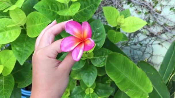 Pembe Sarı Bir Plumeria Frangipani Çiçeği Hoş Kokulu Çiçekli Egzotik — Stok video