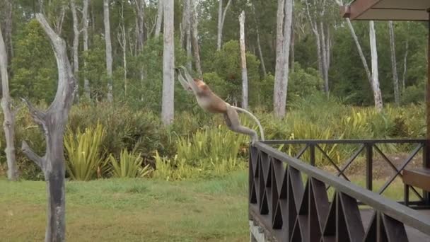 Proboscis Aap Springt Tussen Houten Perrons Een Borneo Nationaal Park — Stockvideo