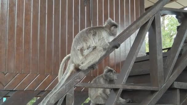 Macachi Seduti Una Scala Legno Parco Nazionale Nelle Foreste Pluviali — Video Stock