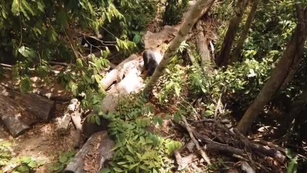 Sol Malayo Peligro Extinción Deambula Por Suelo Selva Tropical Hábitat — Vídeo de stock