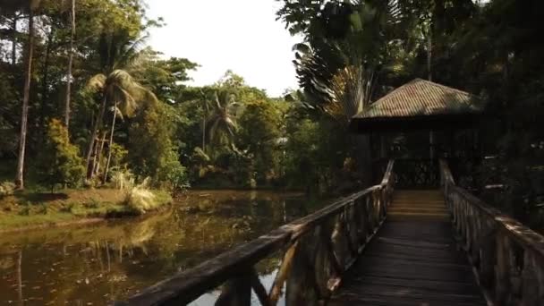 Прогулка Деревянной Дорожке Тропических Лесах — стоковое видео