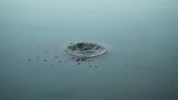 滴落在水里的小鹅卵石的堵塞 缓慢地造成小水花和涟漪 小昆虫在水面上盘旋 月光在水面上闪烁 — 图库视频影像