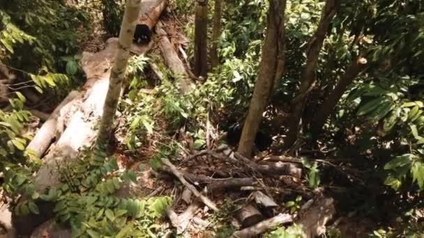 Απειλούμενος Ήλιος Των Μαλαγιάν Περιφέρεται Στο Έδαφος Του Τροπικού Δάσους — Αρχείο Βίντεο