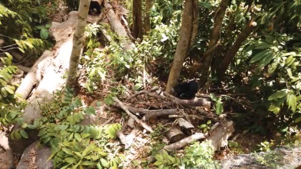 Yang Terancam Punah Malayan Matahari Beruang Berkeliaran Lantai Hutan Hujan — Stok Video