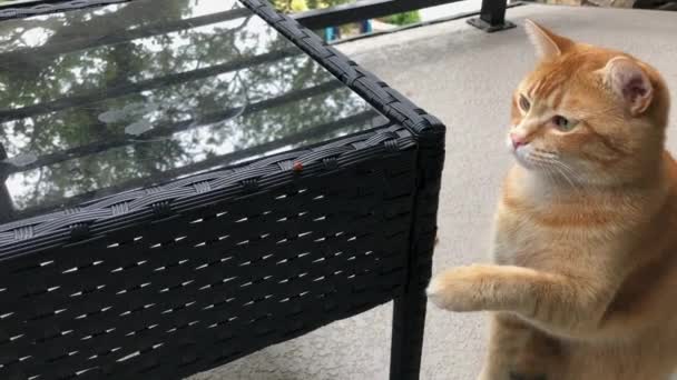 Curious Adult Ginger Tabby Playfully Pawing Ladybug Outdoor Coffee Table — Stock Video