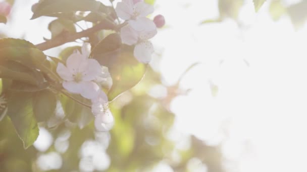 Långsam Panorering Skott Vit Stephanotis Blomma Gyllene Timme — Stockvideo