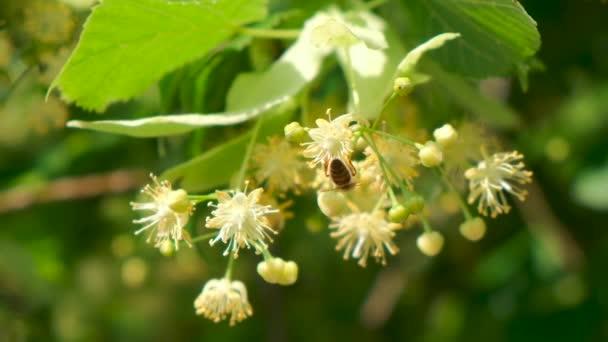Abeille Domestique Apis Mellifera Carnica Fleurs Arbres Pollinisation Gros Plan — Video