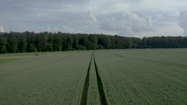 Drón Követi Nyomokat Friss Növényekben Mezőn — Stock videók