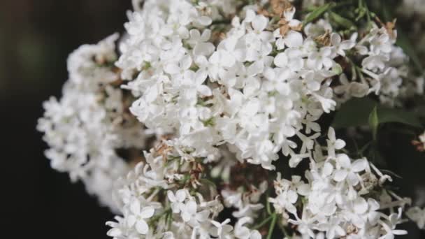 咖啡桌上白丁香花的花斑焦点和倒挂镜头 — 图库视频影像