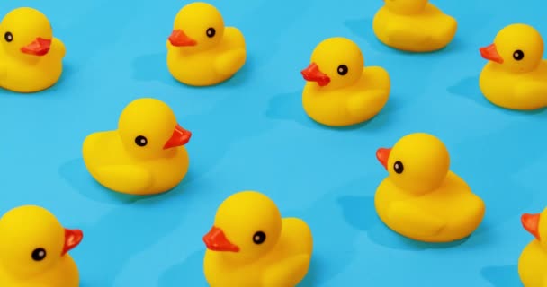 Yellow Rubber Ducks Swimming Place Blue Background One Duck Swimming — Stock Video