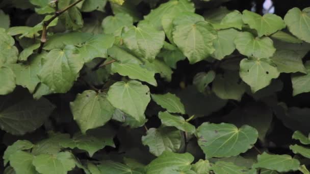 Pan Van Inheemse Nieuw Zeelandse Kawakawa Plant — Stockvideo