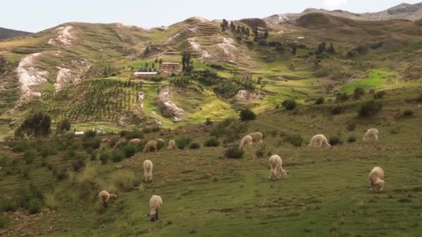 Grupo Lindas Alpacas Ovejas Las Montañas Los Andes Peruanos — Vídeos de Stock