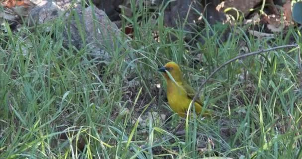 Een Cape Weaver Vogel Grond Verzamelt Gras Een Nest Bouwen — Stockvideo