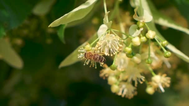 Honigbiene Apis Mellifera Carnica Bestäubende Blühende Baumblüten Nahaufnahme — Stockvideo