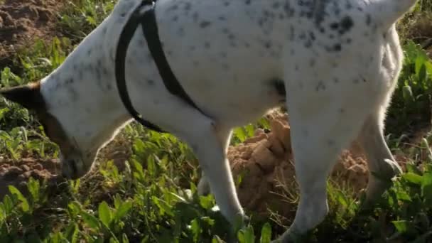 Chien Domestique Chasse Renifle Pour Les Rongeurs Gros Plan — Video