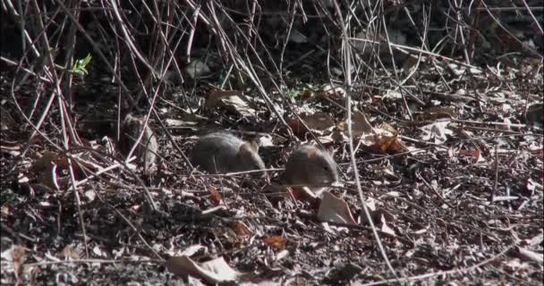 Trois Souris Rayées Qui Nourrissent Tôt Matin — Video