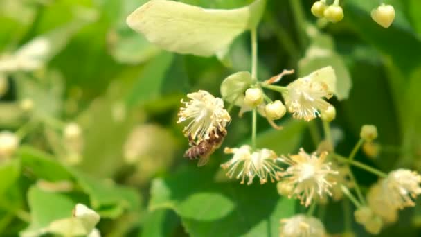 Bal Arısı Apis Mellifera Carnica Tomurcuklanan Ağaç Çiçekleri Kapatın — Stok video