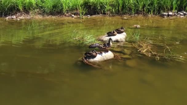 Aerial Tiro Rotatorio Patos Adultos Sentados Río Rock River — Vídeos de Stock