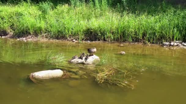 Güneşli Bir Günde Büyük Nehir Kayası Nda Ördek Yavrularıyla Oturup — Stok video