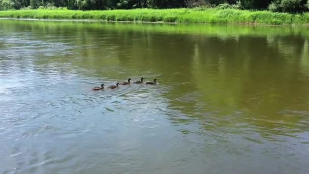 Aérial Suivre Tir Cinq Canards Adultes Nageant Dans Rivière Contre — Video
