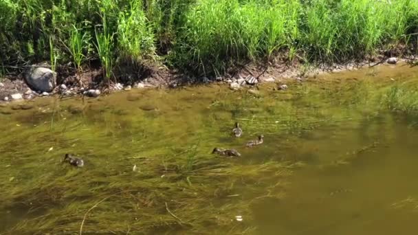 Aerial Still Shot Ducklings Searching Food Water Grass River — стоковое видео