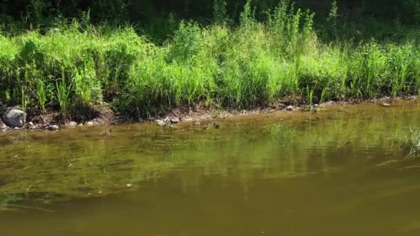 Tiro Panorâmico Patinhos Poucos Patos Descansando Banho Sol Nas Rochas — Vídeo de Stock