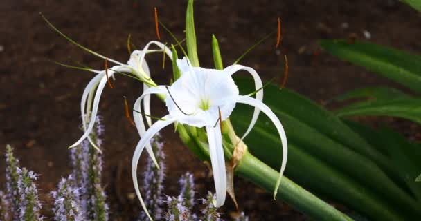 Алігатор Лілі Hymenocallis Palmeri Квітка Саду — стокове відео