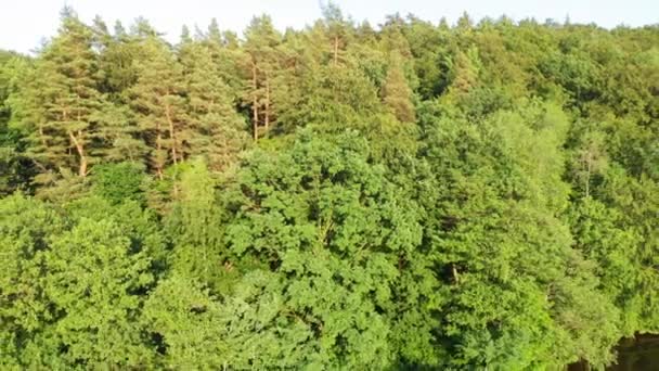 Dolly Ditembak Dari Drone Hutan Boreal Poles Distrik Pomerania Pomorskie — Stok Video