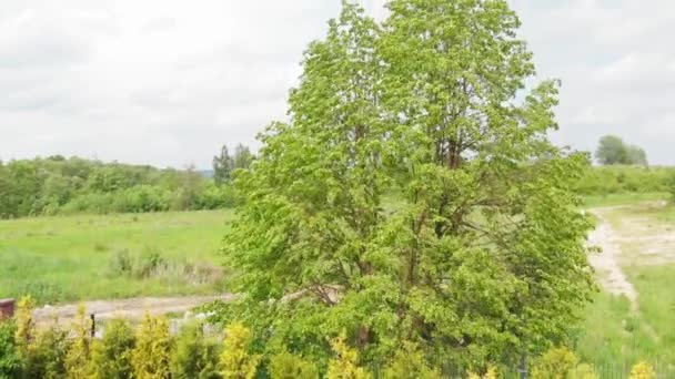 Birken Winken Auf Einem Windfang — Stockvideo