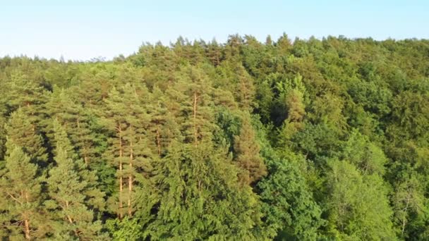 ポメラニア地方のポリッシュな北半球の森のドローンからのブームショット ポモールスキー 東ヨーロッパ — ストック動画