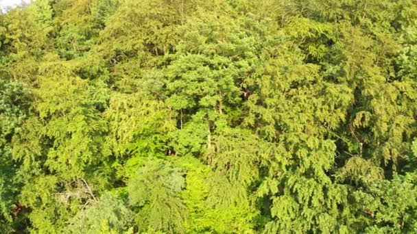 Αεροφωτογραφία Drone Του Δάσους Του Λαπίνου Και Της Λίμνης Στην — Αρχείο Βίντεο