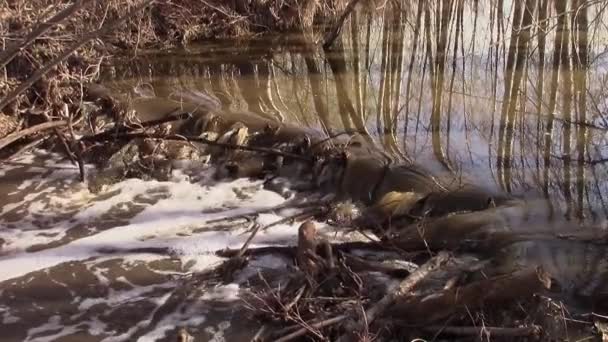 Spring Run Topping Beaver Dam Slomo — Stock Video